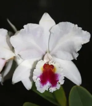 Cattleya labiata semi-alba 'Mario Arruda' x 'Garganta Escura'