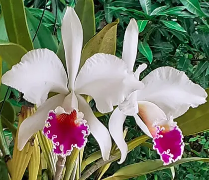 Cattleya labiata semi-alba 'Garganta Escura' x 'Cooksoniae'
