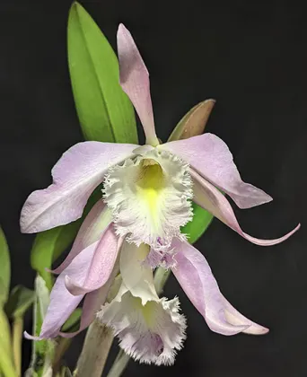 Rhyncholaeliocattleya Terepaima (Cattleya maxima x Rhyncholaelia digbyana)