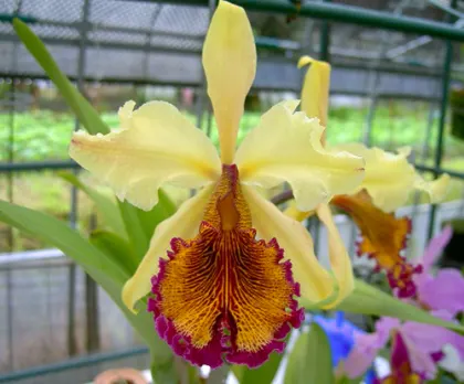 Cattleya dowiana aurea