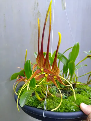 Bulbophyllum unitubum