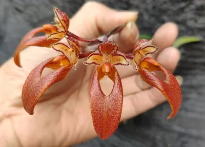 Bulbophyllum longibrachiatum