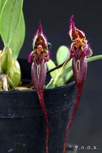 Bulbophyllum fascinator var hampeliana