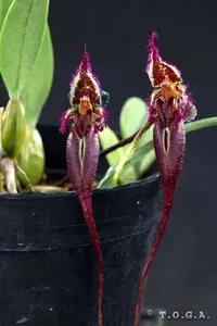 Bulbophyllum fascinator var hampeliana