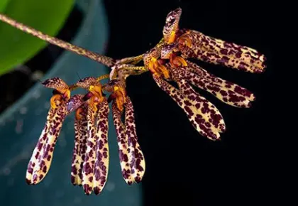 Bulbophyllum longiflorum