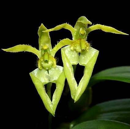 Bulbophyllum lasiochilum flava