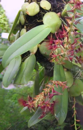Bulbophyllum barbigerum