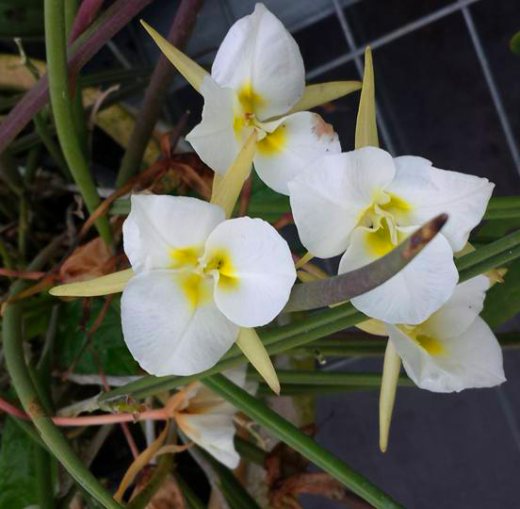 Brassavola tuberculata trilabelo