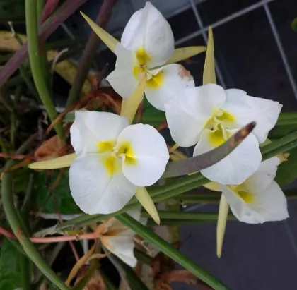 Brassavola tuberculata trilabelo