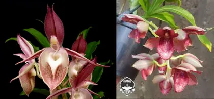 Catasetum (Stephen Moffitt x Alexis Pardo)