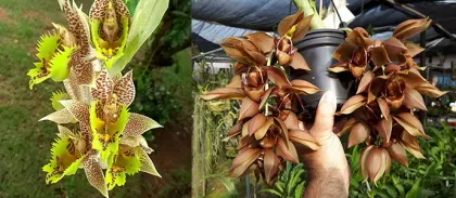 Catasetum ((fimbriatum x sanguineum) x dupliciscutula)