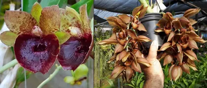 Catasetum (Darkness x dupliciscutula)