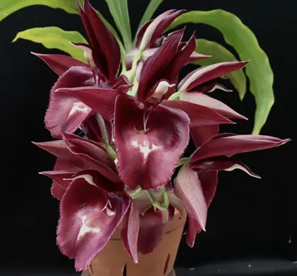 Catasetum (pileatum 'Aurantiacum' x vinaceun Red 'Jaiminho')