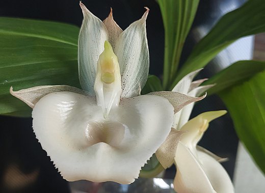 Catasetum (spitzii x denticulatum) x pileatum alba