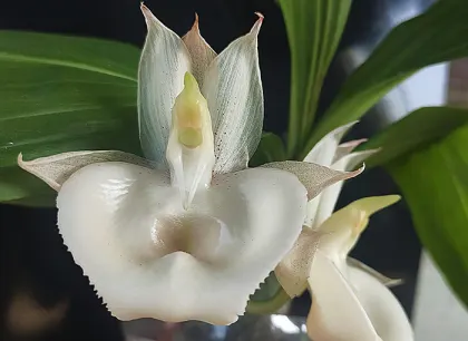 Catasetum (spitzii x denticulatum) x pileatum alba