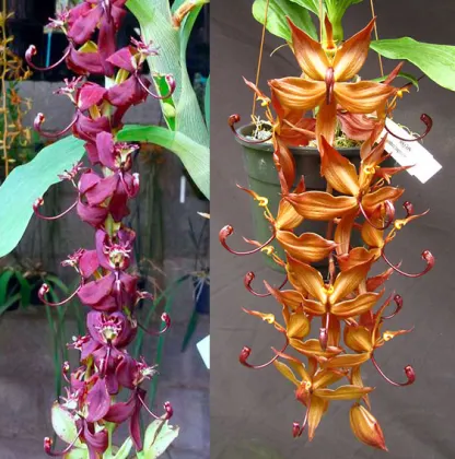 Cycnoches (pentadactylon x ergetonianum Red) x cooperii