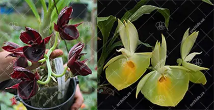 Catasetum ((pileatum x Susan Fuchs) x (J Burchett x Susan Fuchs)) x pileatum