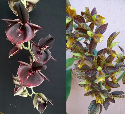 Catasetum Joao Stivalli x rodrigasianum