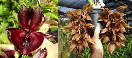 Catasetum John Burchett x duplisciscutula