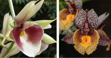 Catasetum Joao Stivalli x Karen Amstrong
