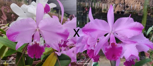 Cattleya warneri flamea 'Venda Nova' x warneri flamea 'Caliman'