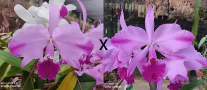 Cattleya warneri flamea 'Venda Nova' x warneri flamea 'Caliman'
