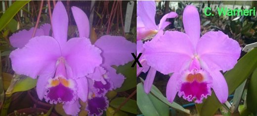 Cattleya warneri tipo #660 x Z168