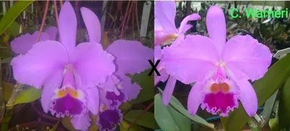 Cattleya warneri tipo #660 x Z168