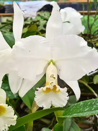 Cattleya labiata alba 'XXXX'