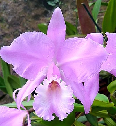 Cattleya warneri concolor 'Z300' x warneri concolor 'Bahia'