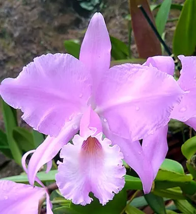Cattleya warneri concolor 'Z300' x warneri concolor 'Bahia'