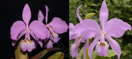 Cattleya warneri concolor 'Blumenfest' x concolor 'Elvira'