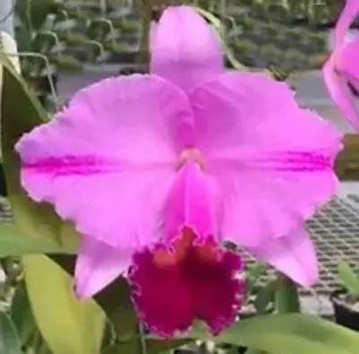Cattleya trianae gigante pincelada