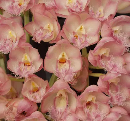 Clowesia Rebecca Northen (Clowesia rosea 'Fantastic Andy' x Clowesia Grace Dunn 'Live Oak' HCC/AOS)