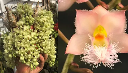 Clowesia Grace Dunn (Clowesia warczewitzii 'SVO' x Clowesia rosea 'Fantastic Andy')