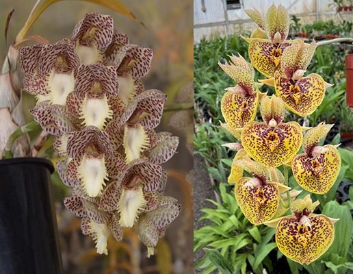 Catasetum Dentigrianum 'Very Nice' xCatasetum Susan Fuchs 'Burgundy Chips' FCC/AOS