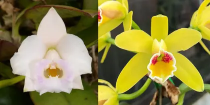Laelia alaorii 'SVO II' x Cattleya luteola 'Yes a 4n'