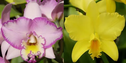 Brassolaeliocattleya Love Blush (Picotee Passion 'SVO' AM/AOS x Love Sound 'Dogashima' AM/AOS)