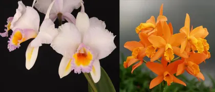 Brassolaeliocattleya Kaboom (Schroder's Love 'SVO' AM/AOS x Guess What 'SVO' AM/AOS)