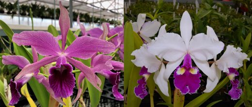 Laeliocattleya Isfield (Laelia Pacavia 'SVO' x Cattleya warscewiczii semi-alba 'Kathleen')