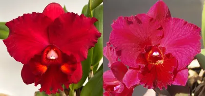 Potinara Elaine Taylor 'Krull-Smith' FCC/AOS x Potinara Lebenkreis 'Diamond Orchids'