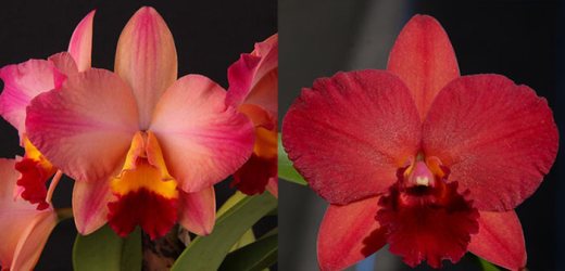 Sophrolaeliocattleya Tokyo Life 'SVO' HCC/AOS x Potinara Garnet Velvet FCA 'SVO'