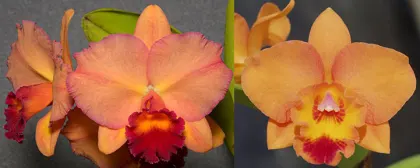 Potinara Life's Charm 'SVO Round Wonder' x Potinara Telling Lies 'SVO Best'
