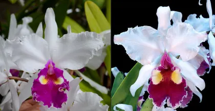 Cattleya warscewiczii semi-alba 'Bedford' AM/AOS x warscewiczii semi-alba 'SVO' HCC/AOS (С)