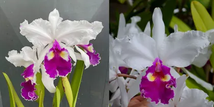 Cattleya warscewiczii semi-alba 'Kathleen' x warscewiczii semi-alba 'Bedford'