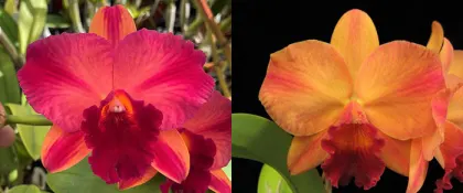 Potinara Rubescent Magic 'SVO' x Potinara Martha Clarke 'Bali Flare' HCC/AOS
