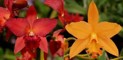 Potinara Star Fire 'Ruben‘s Red' x Potinara Love Passion 'Island Romance'