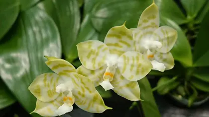 Phalaenopsis Mituo Golden Tiger 'TTT'