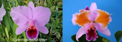 Cattleya percivaliana x sib ('La Union' x pelorica 'Hercules')