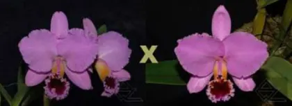 Cattleya percivaliana ('Thiago' x 'Pedra Azul')